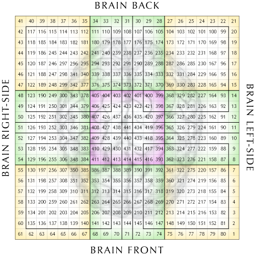 [441 Base Matrix showing radial relation to brain - Top of matrix = Back of Brain; Bottom of matrix = front of brain; Matrix left-side is brain's right hemisphere; Matrix right side is brain's left hemisphere]